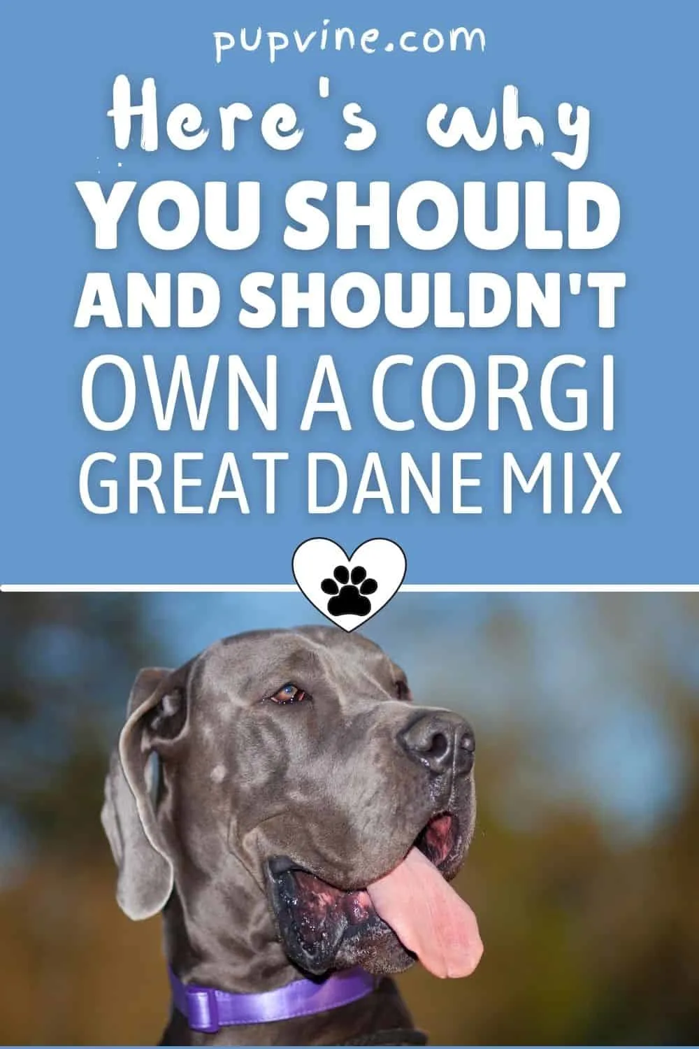 Here's Why You Should And Shouldn't Own A Corgi Great Dane Mix