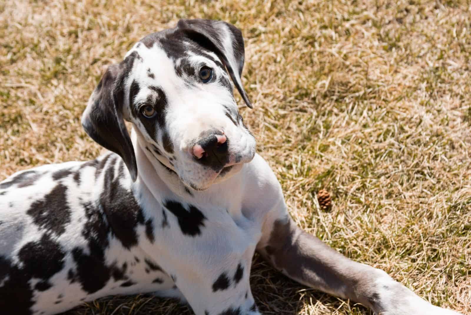 Corgi Great Dane Mix: Is This Hybrid A Good Choice For You?