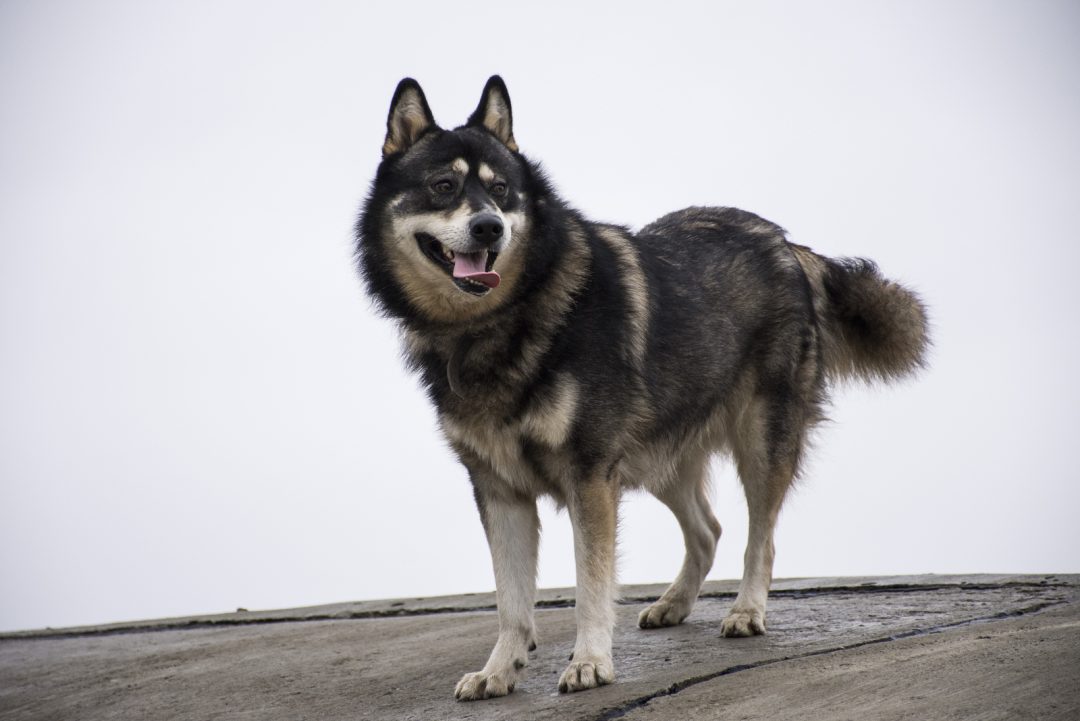 The German Shepherd Husky Mix A Cool Dog With A Cool Name
