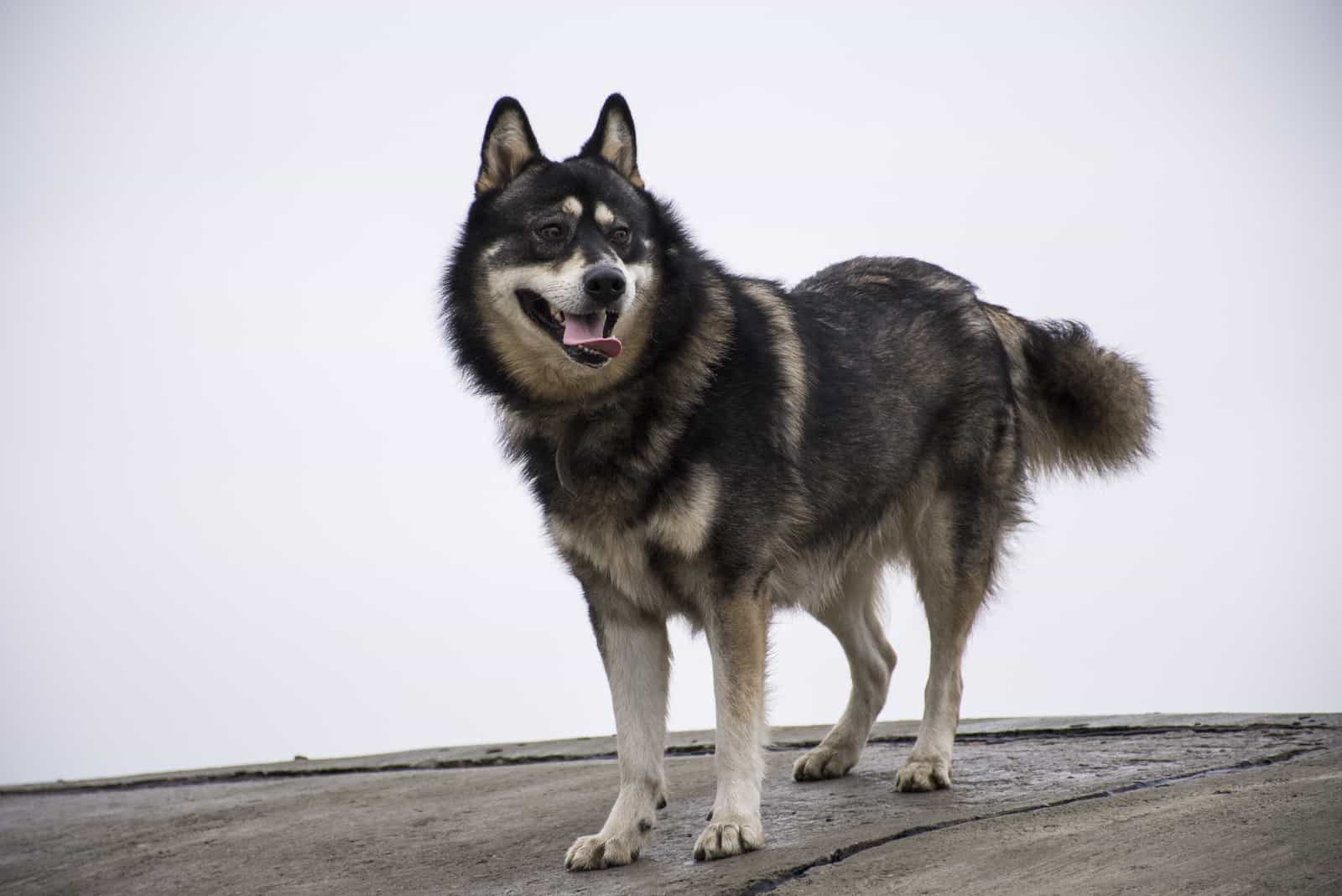 Husky and german shepherd mix dog