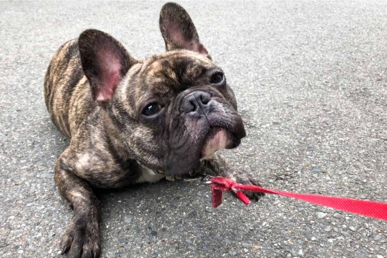 dog refuses to walk