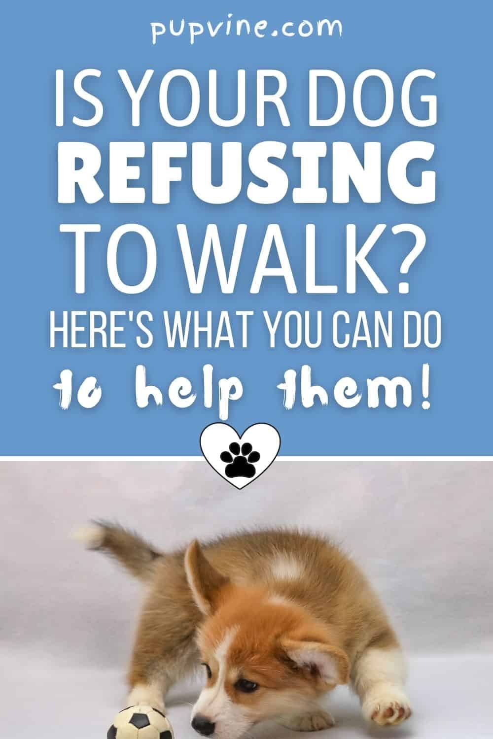 Is Your Dog Refusing To Walk? Here's What You Can Do To Help Them!