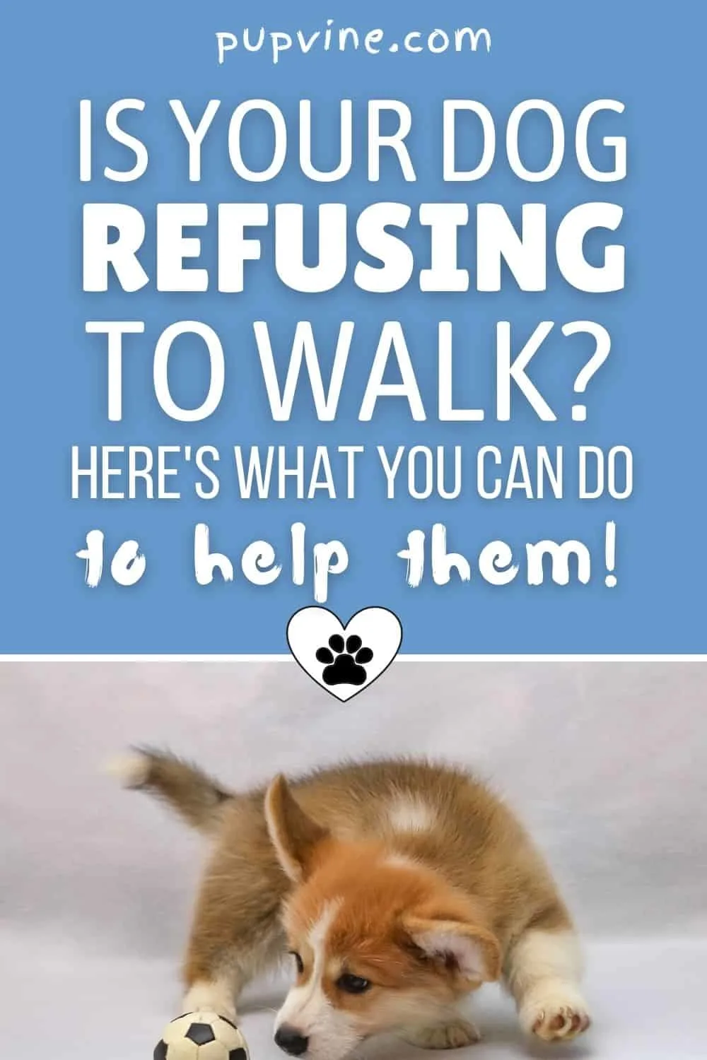 Is Your Dog Refusing To Walk? Here's What You Can Do To Help Them!