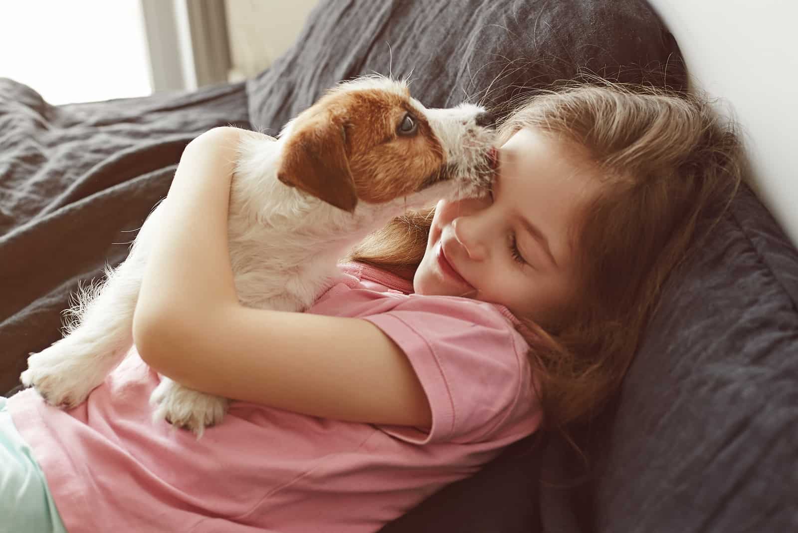 Jack Russell Terrier Puppy licks little child's face