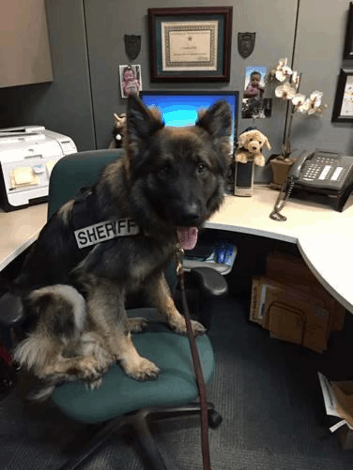 K9 Officer Poses In His Uniform 1
