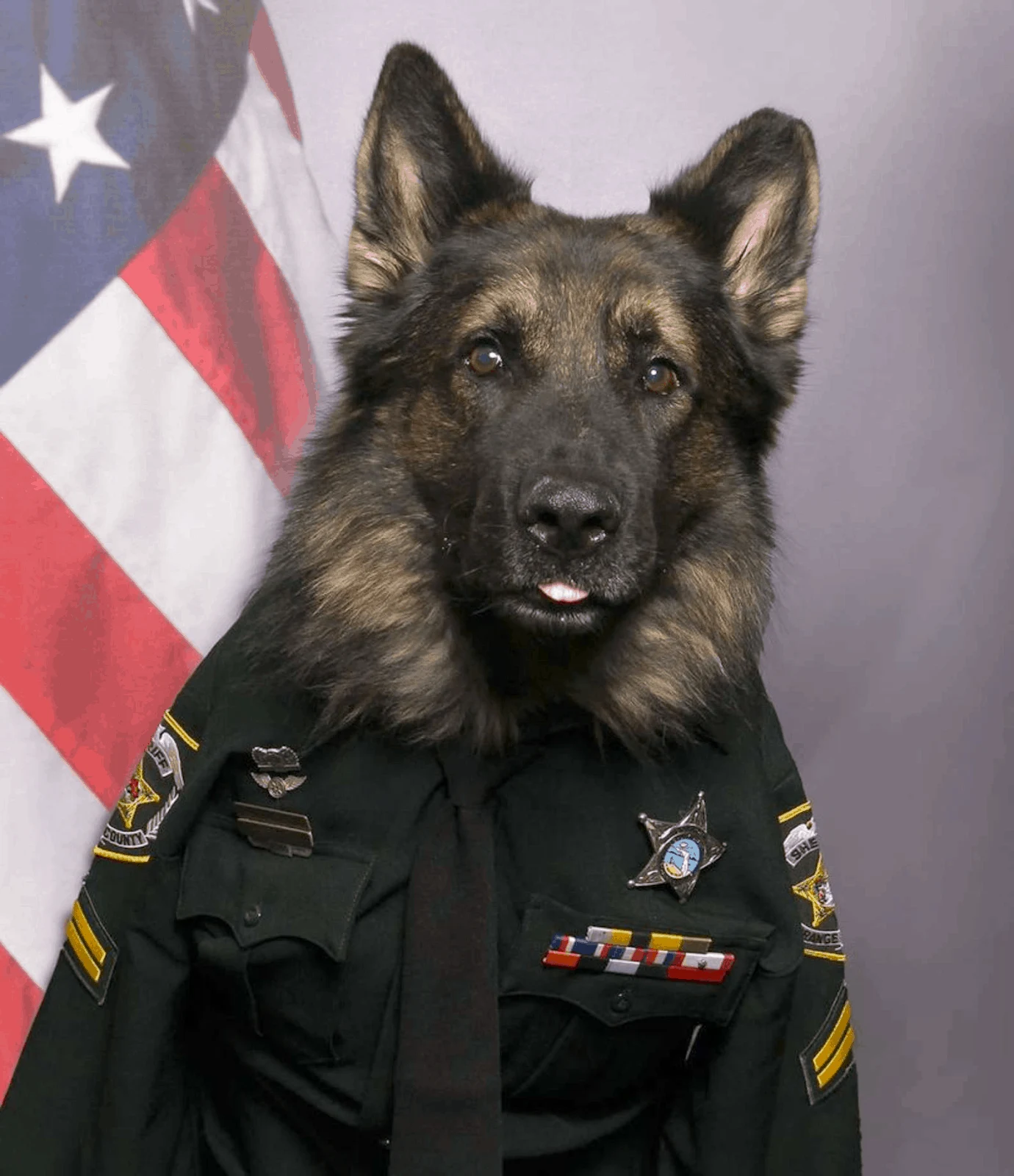 K9 Officer Poses In His Uniform 2