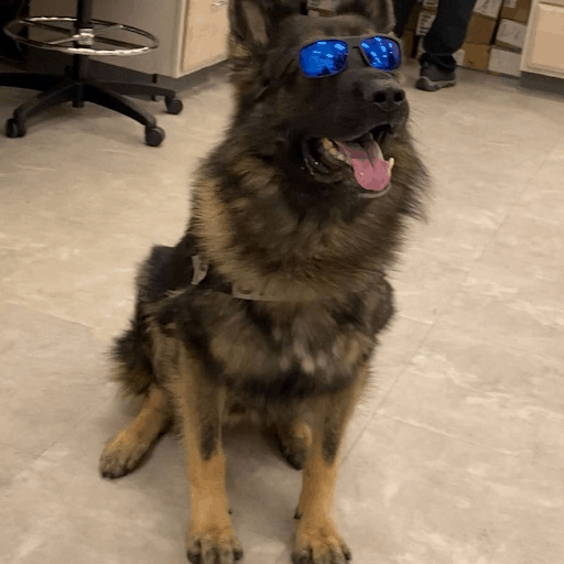 K9 Officer Poses In His Uniform 3