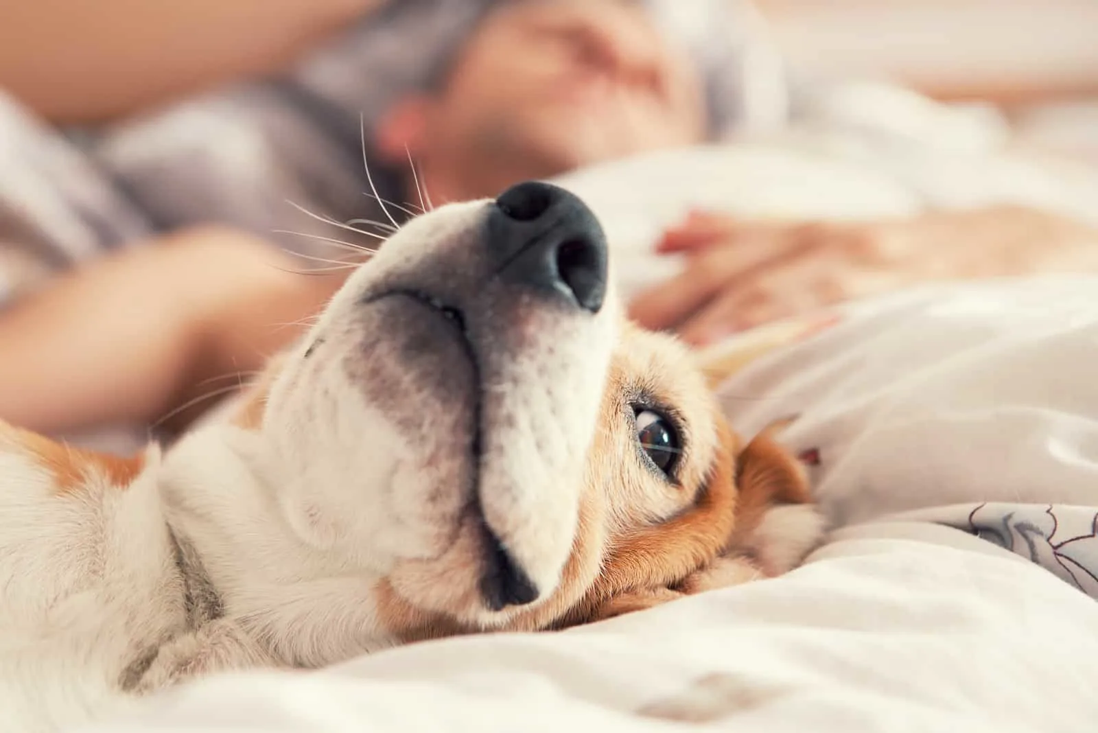 Lazy beagle lying in bed with his sleeping owner