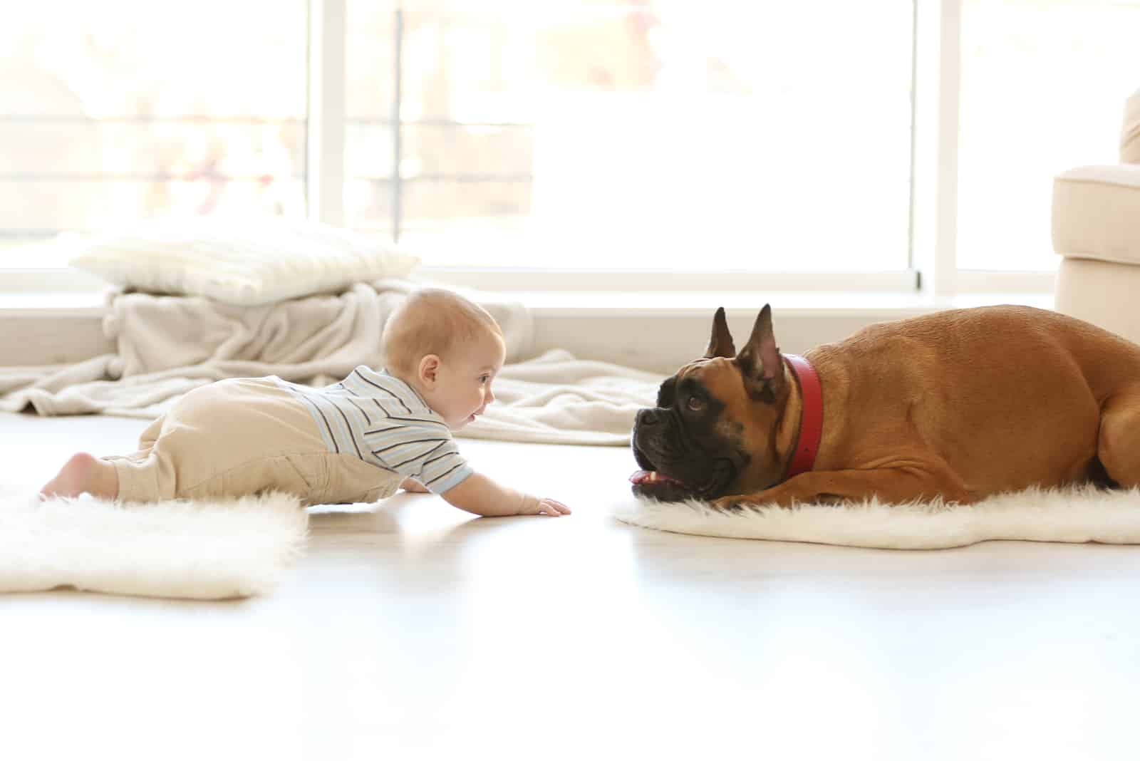 Little baby boy with boxer dog lying at home