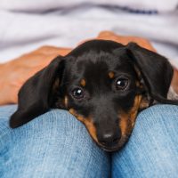 Cute Dachshund puppy