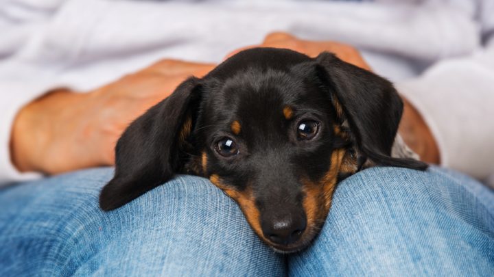 Living With a Dachshund: Read 30 Tweets On How People Handle A Doxie’s Personality