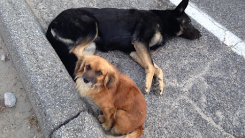 Friends In Need: Loyal Dog Refuses To Leave His Pregnant Friend’s Side