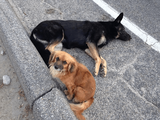 Loyal Dog