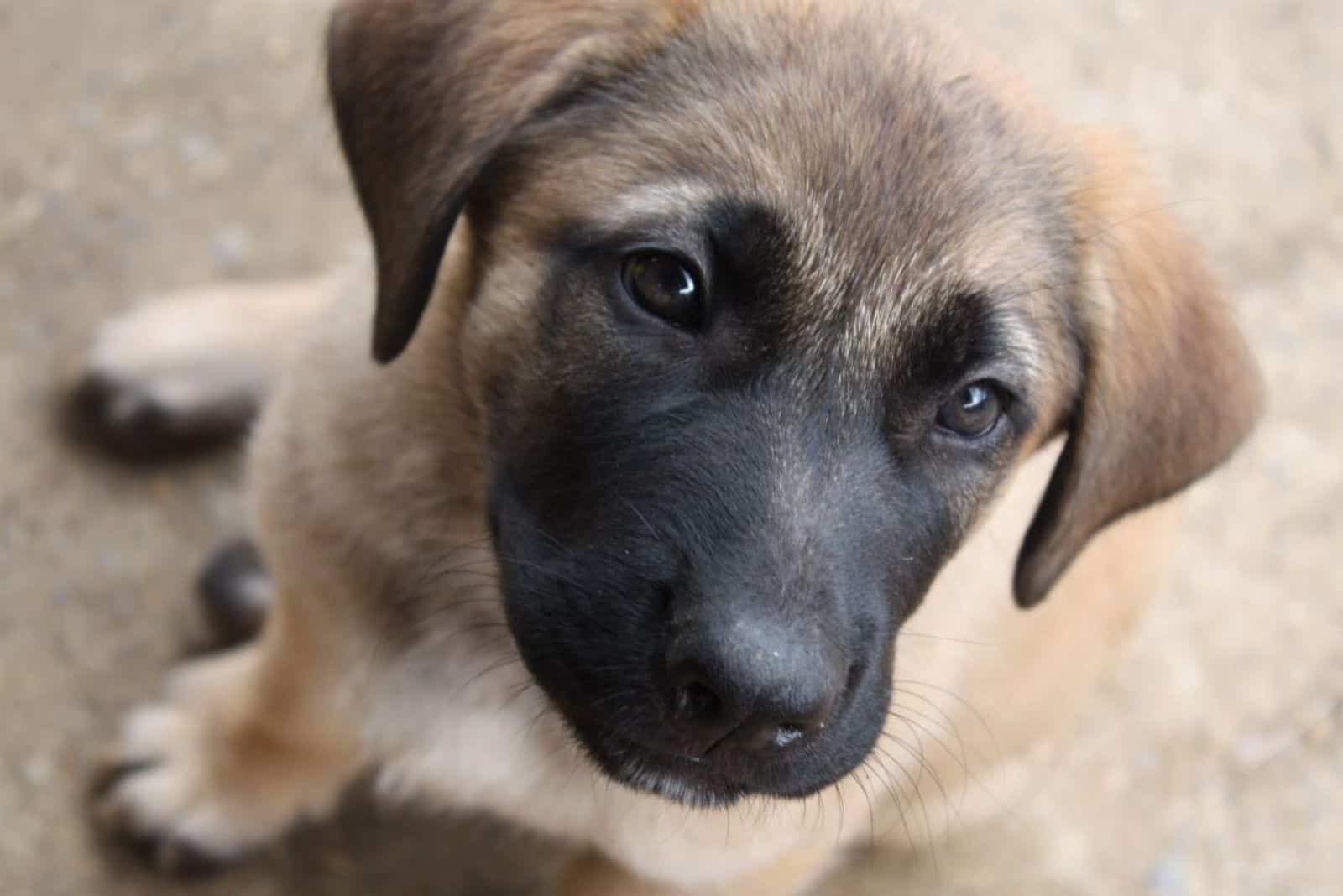 Mastiff Shepherd