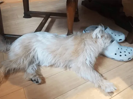 Meet The Platypups 11