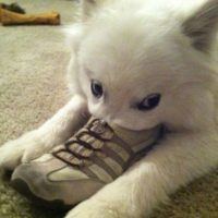 Meet The Platypups