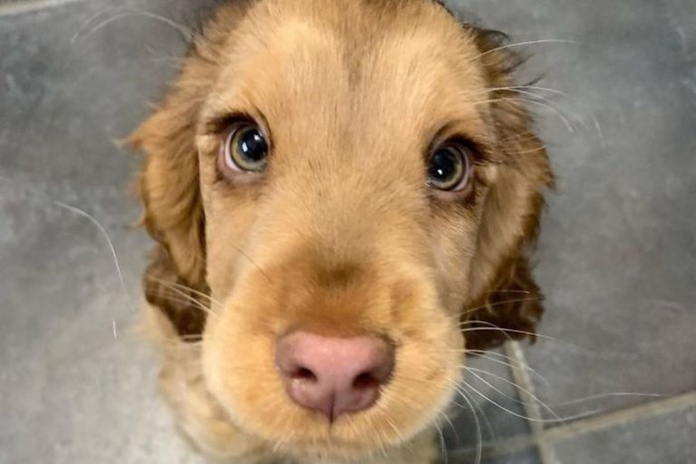 winnie the cocker spaniel