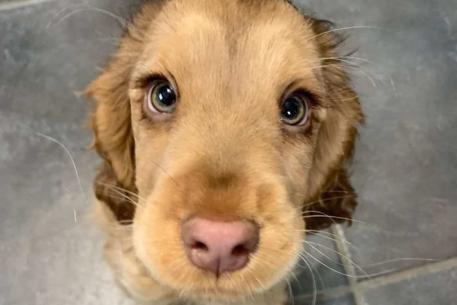 Cocker Spaniel With Hazel Eyes Looks Like Disney’s Next Princess