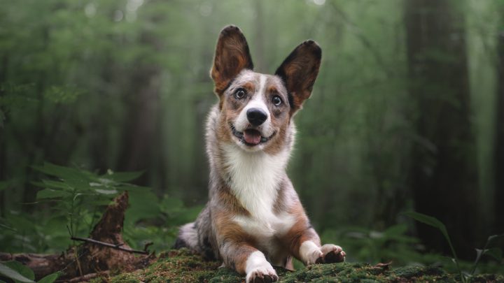 Merle Corgi – 7 Things You Need To Know Before Buying