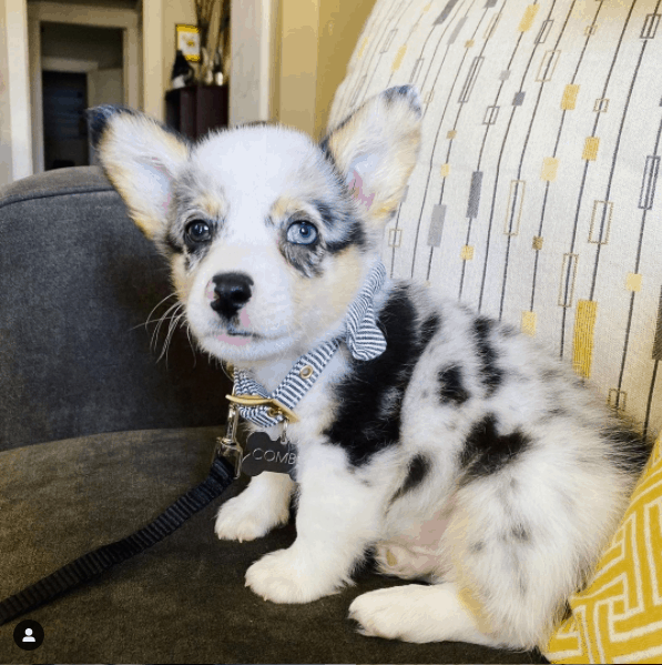 Merle Corgi on couch