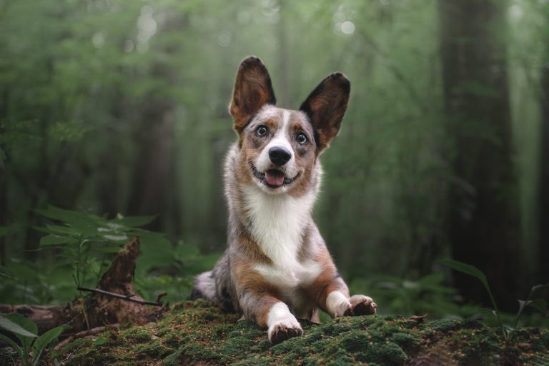 beautiful and happy merle corgi lying in the woods
