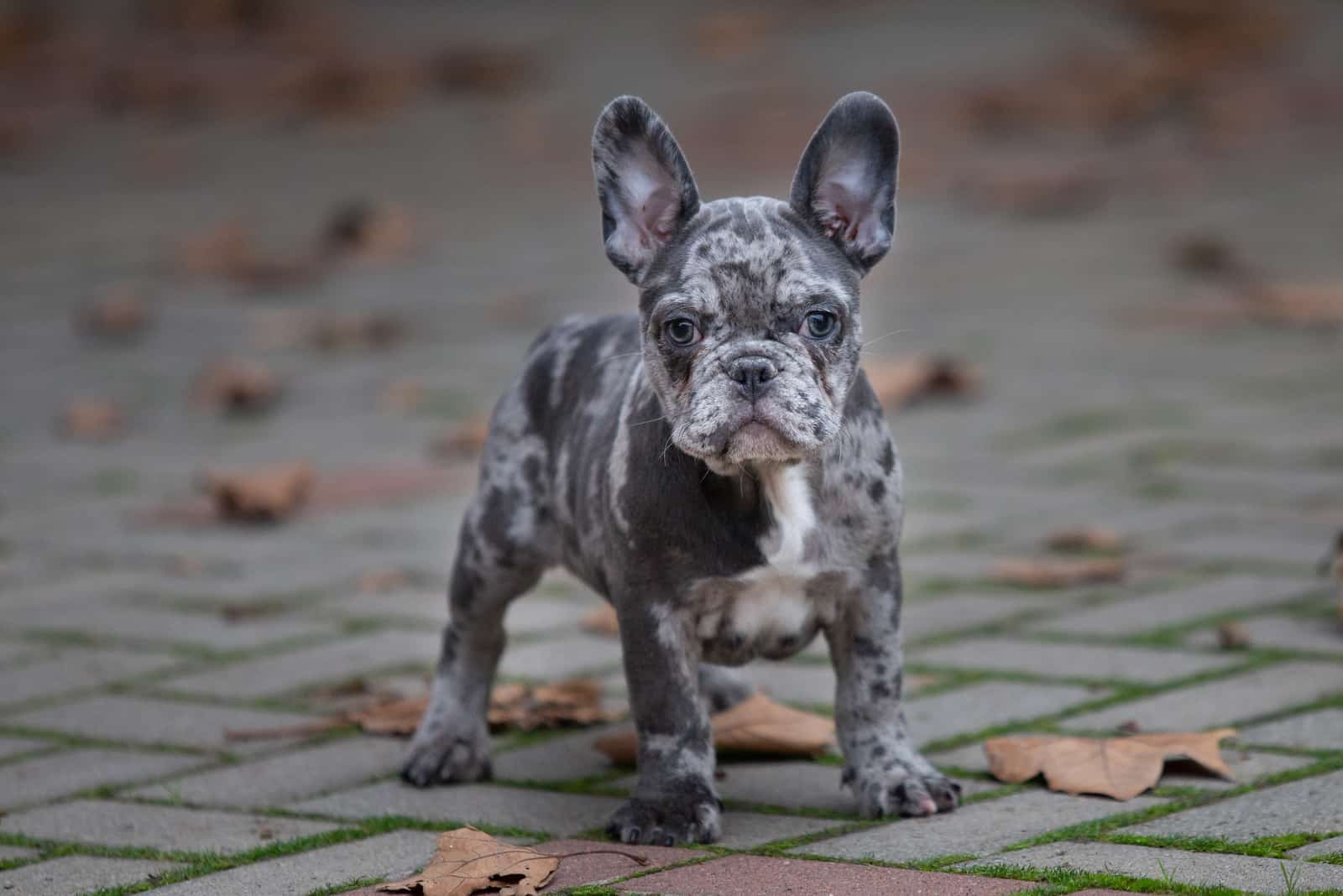 Merle French bulldog puppy outdoor 