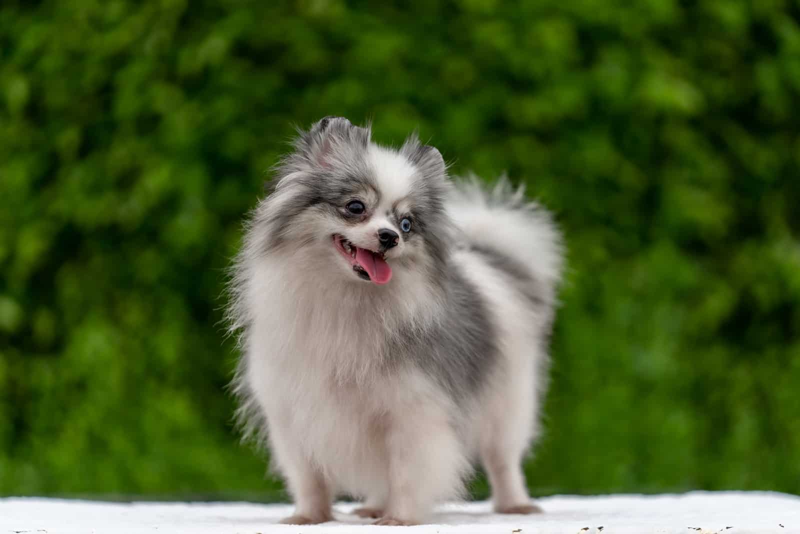 Merle Pomeranian Dog Puppy