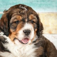 small bernedoodle puppy with three colors against the plank wall