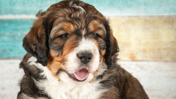 Mini Bernedoodles: Small Pups With The Biggest Of Hearts