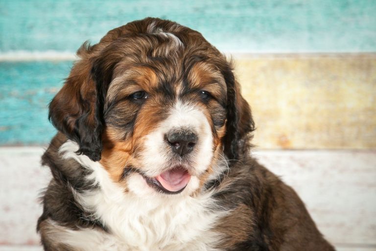 small bernedoodle puppy with three colors against the plank wall