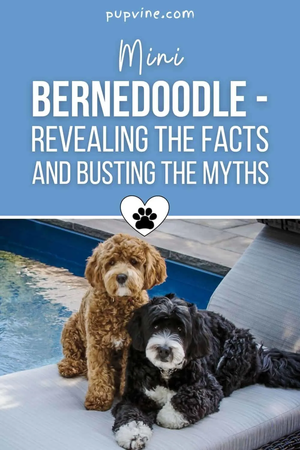 Mini Bernedoodle - Revealing The Facts And Busting The Myths