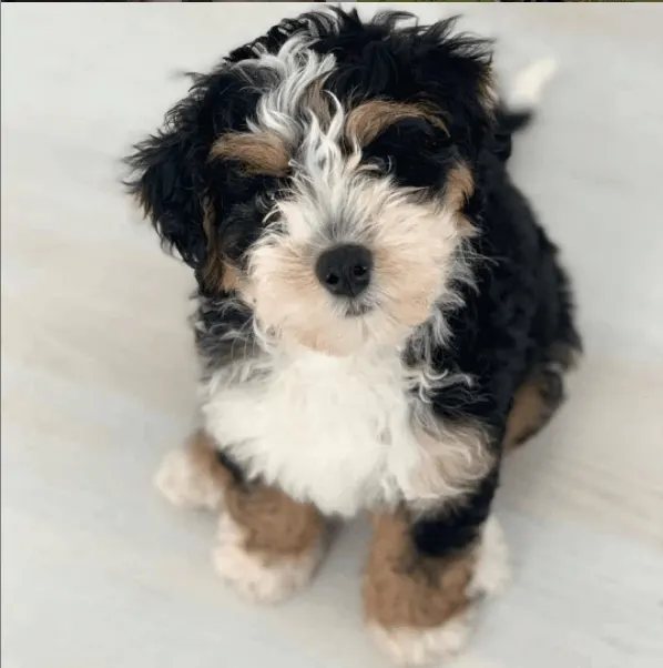 Mini Bernedoodle at home