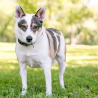 a tricolor mini dog stands in the grass