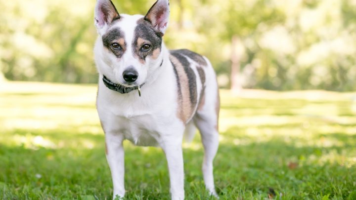 Mini Blue Heeler: A Dog You Don’t See Every Day