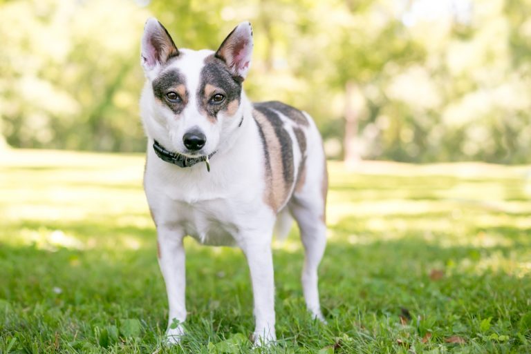 a tricolor mini dog stands in the grass