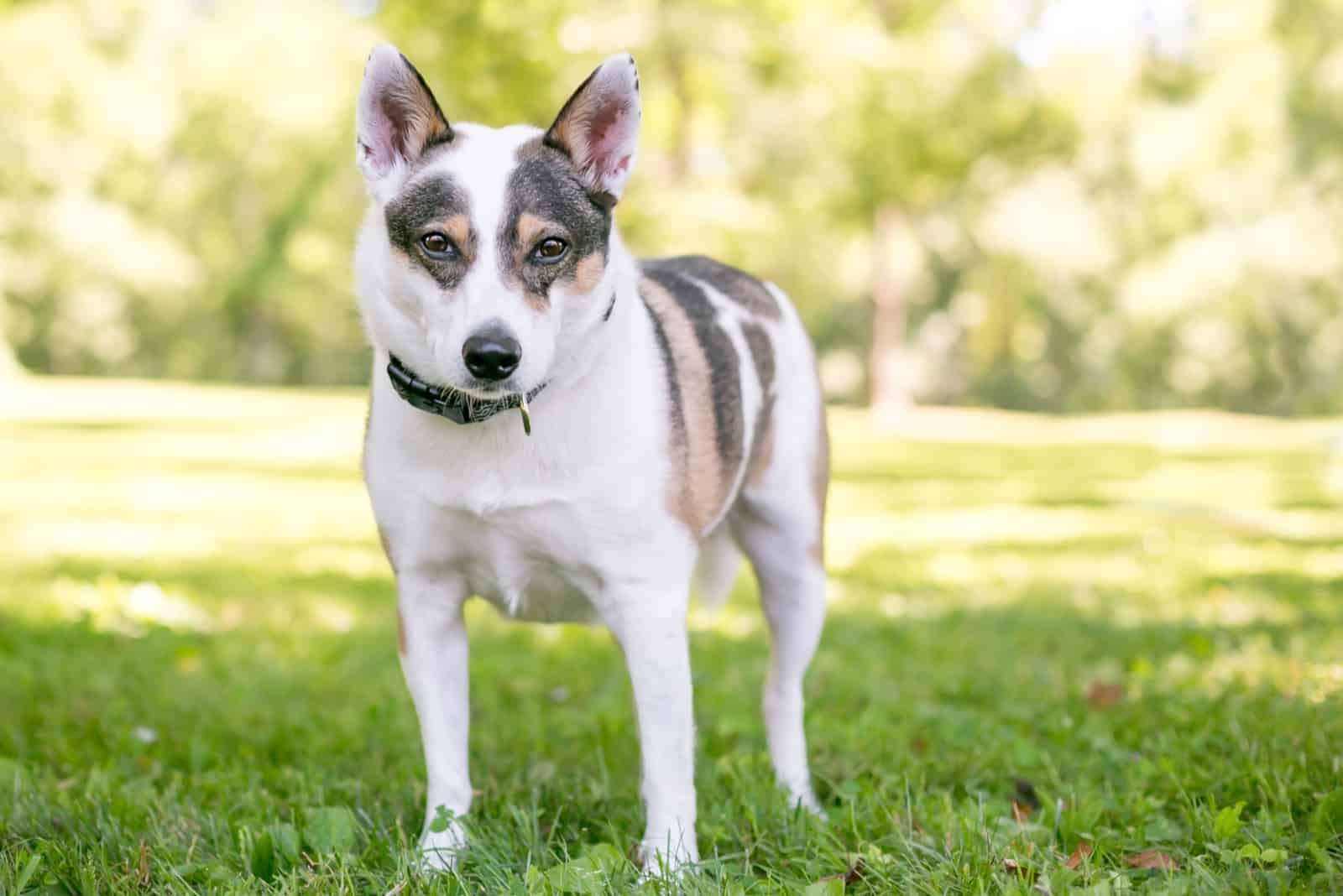 Mini Blue Heeler: A Dog You Don’t See Every Day