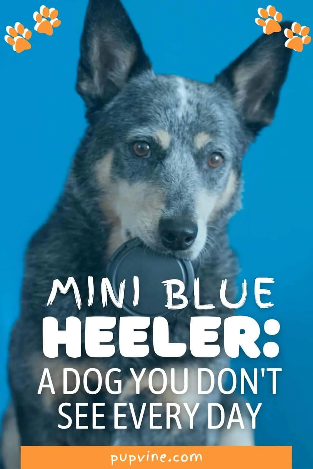 Mini Blue Heeler: A Dog You Don't See Every Day