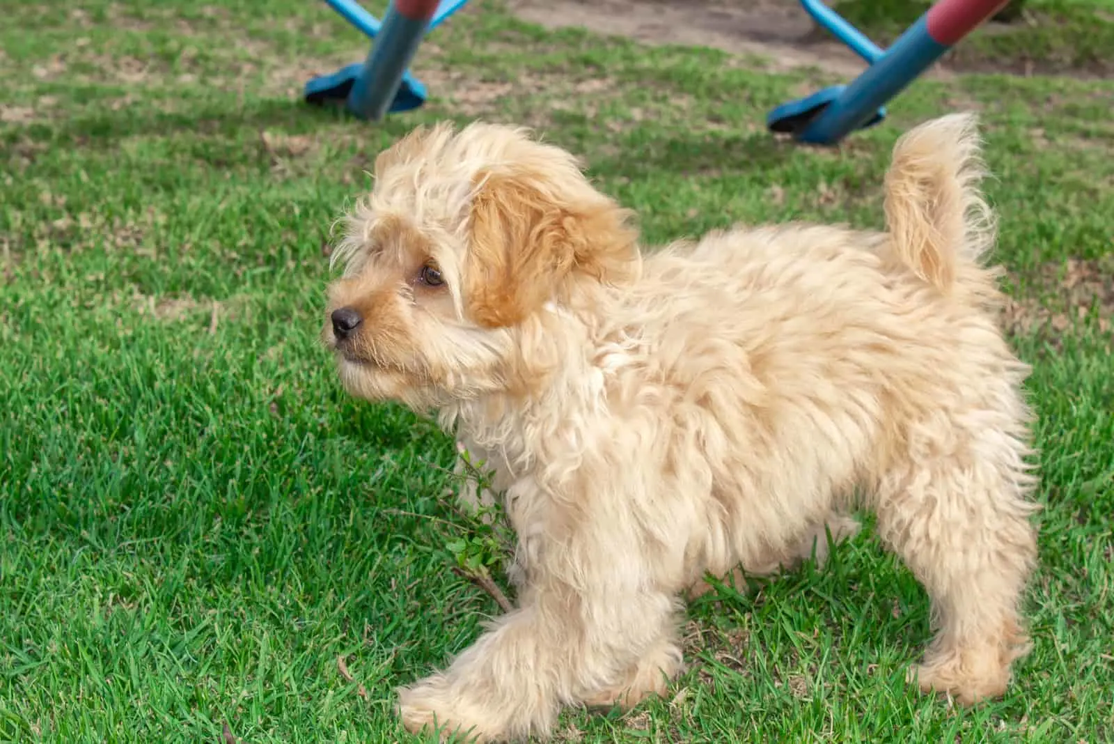 Mini Goldendoodle puppy