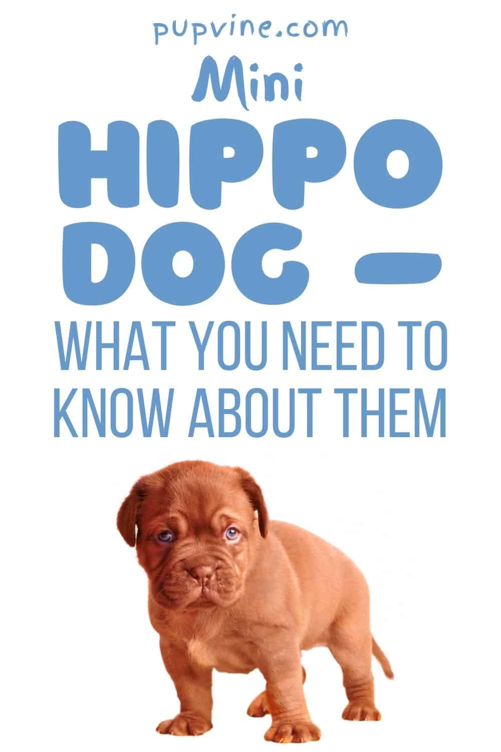 Mini Hippo Dog – What You Need To Know About Them