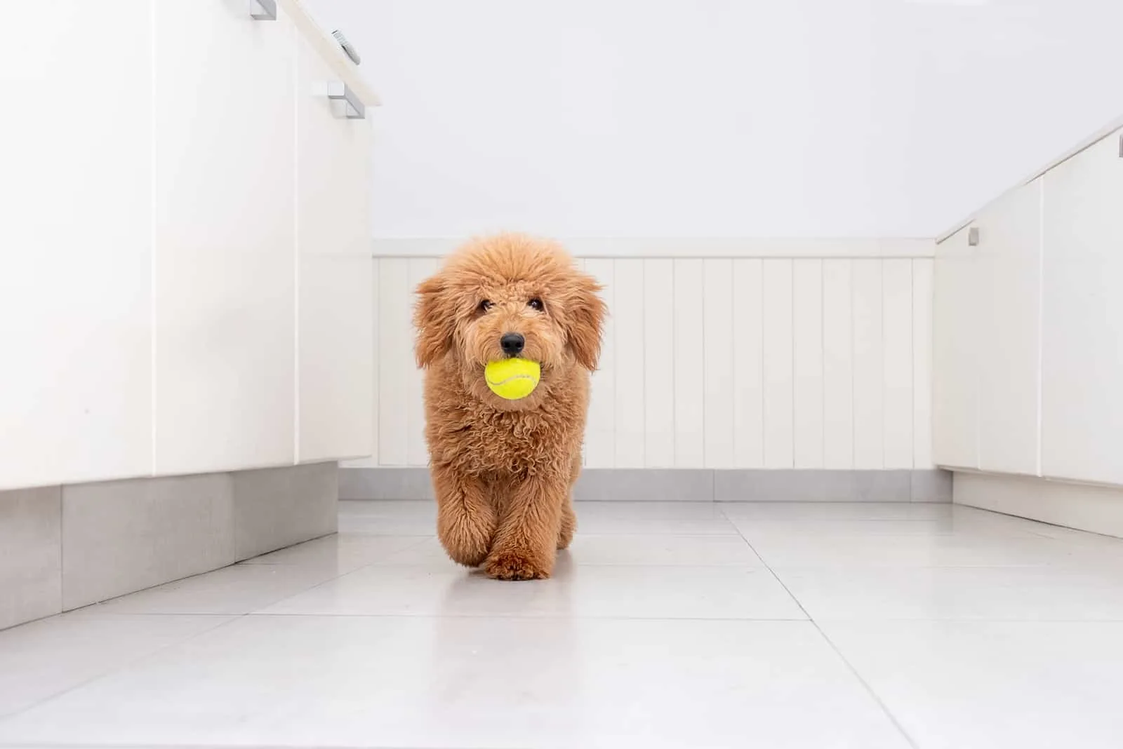 Mini golden doodle puppy playing with a tennis ball in the kitchen