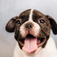 a cute French bulldog with floppy ears