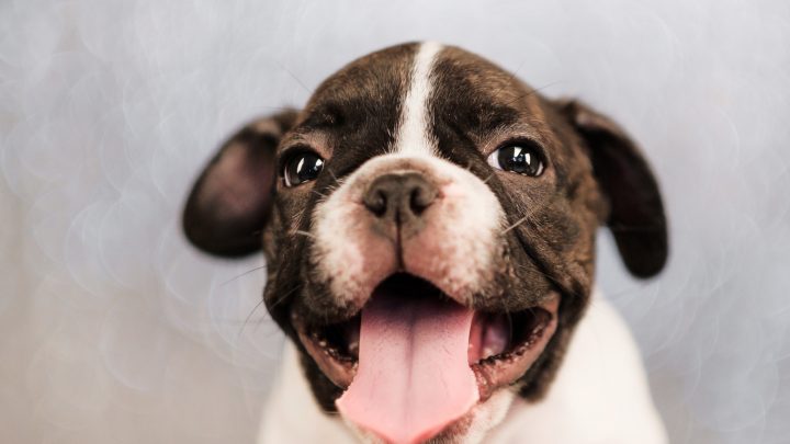 French Bulldog Floppy Ears: Is My Frenchie Healthy?