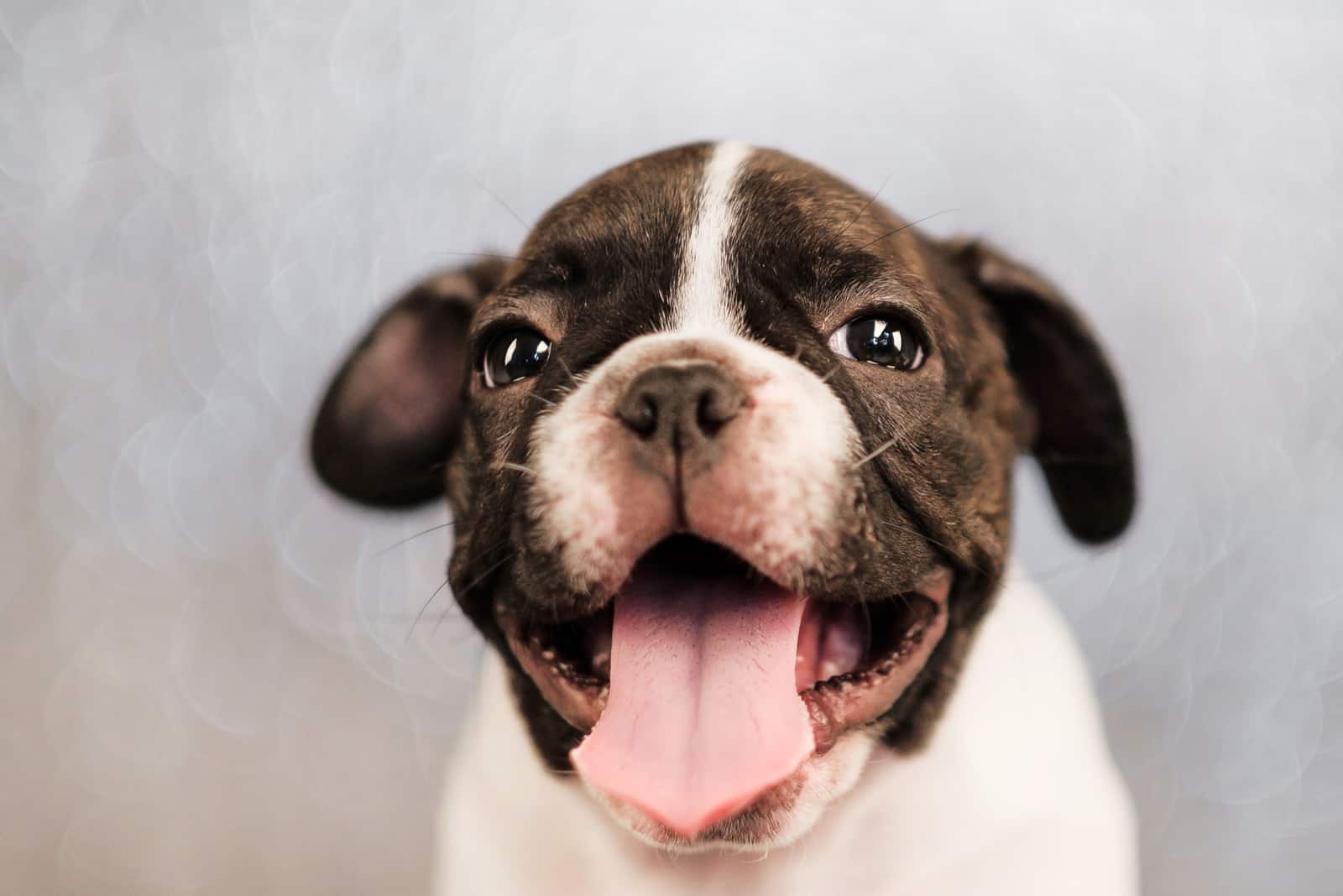 a cute French bulldog with floppy ears