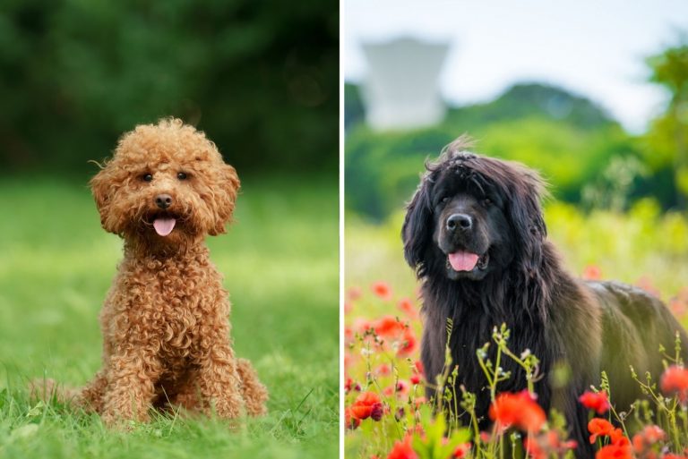 newfoundland dog and poodle