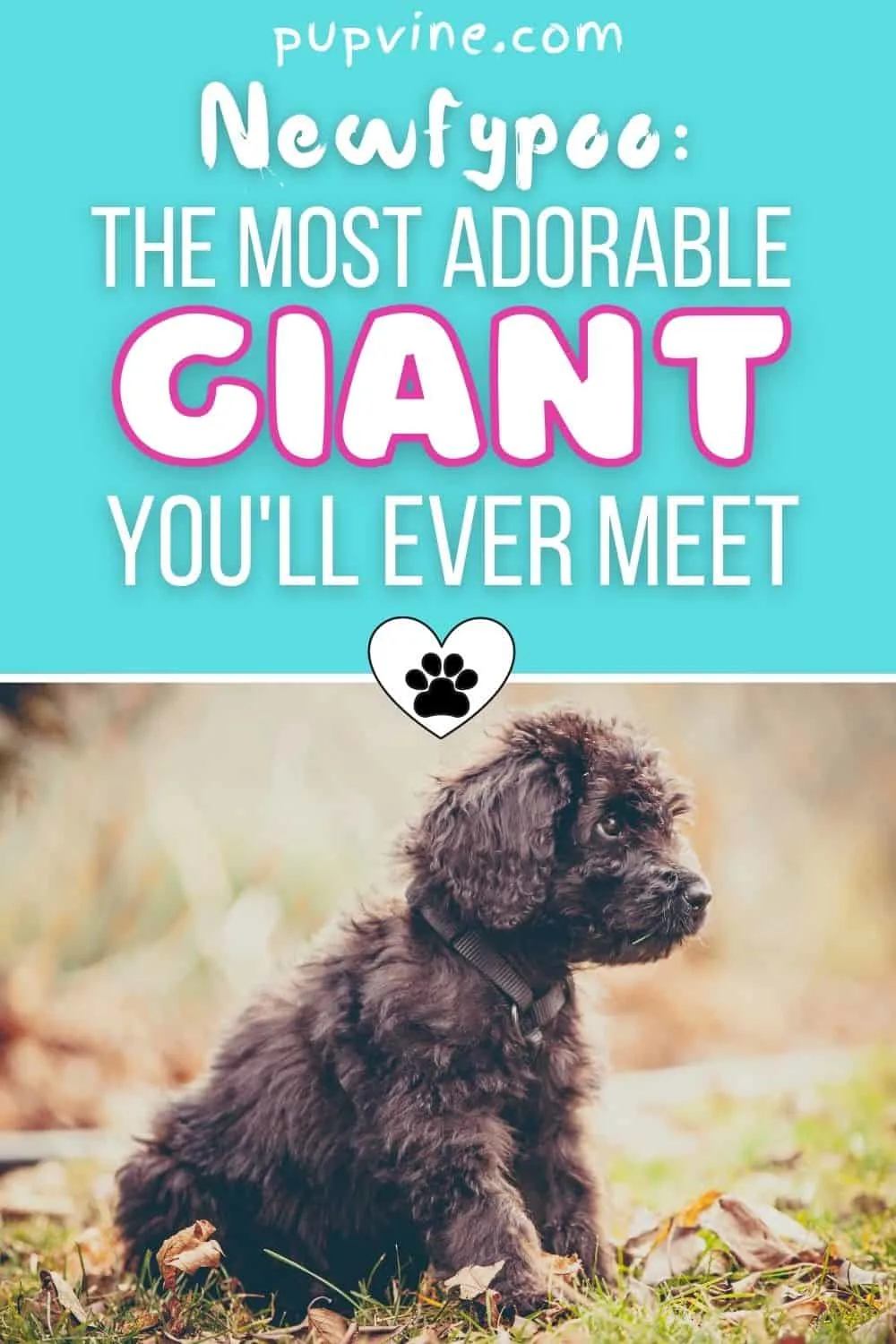 Newfypoo: The Most Adorable Giant You'll Ever Meet
