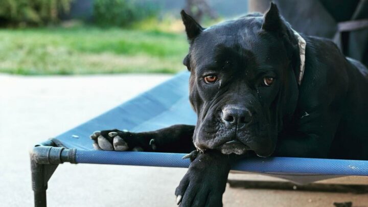 North American Mastiff