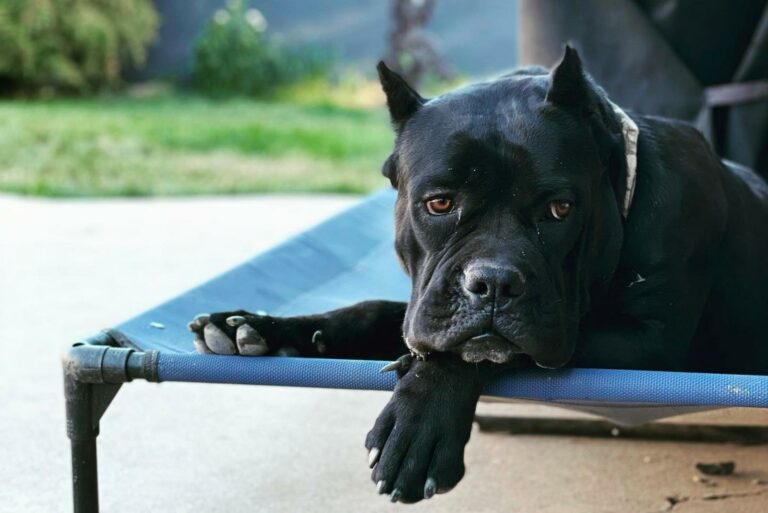 black north american mastiff