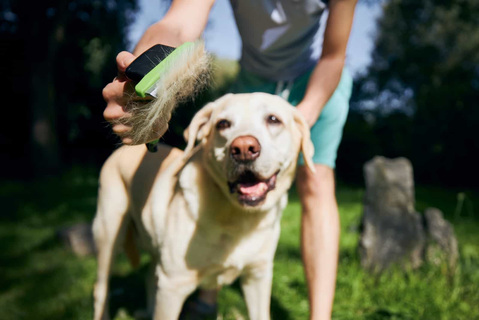 Pet owner is brushing fur of his labrador retriever