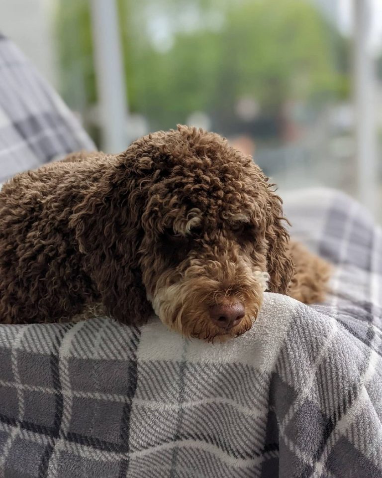 Are Phantom Labradoodles Real? Doodle's Unique Coat Colors