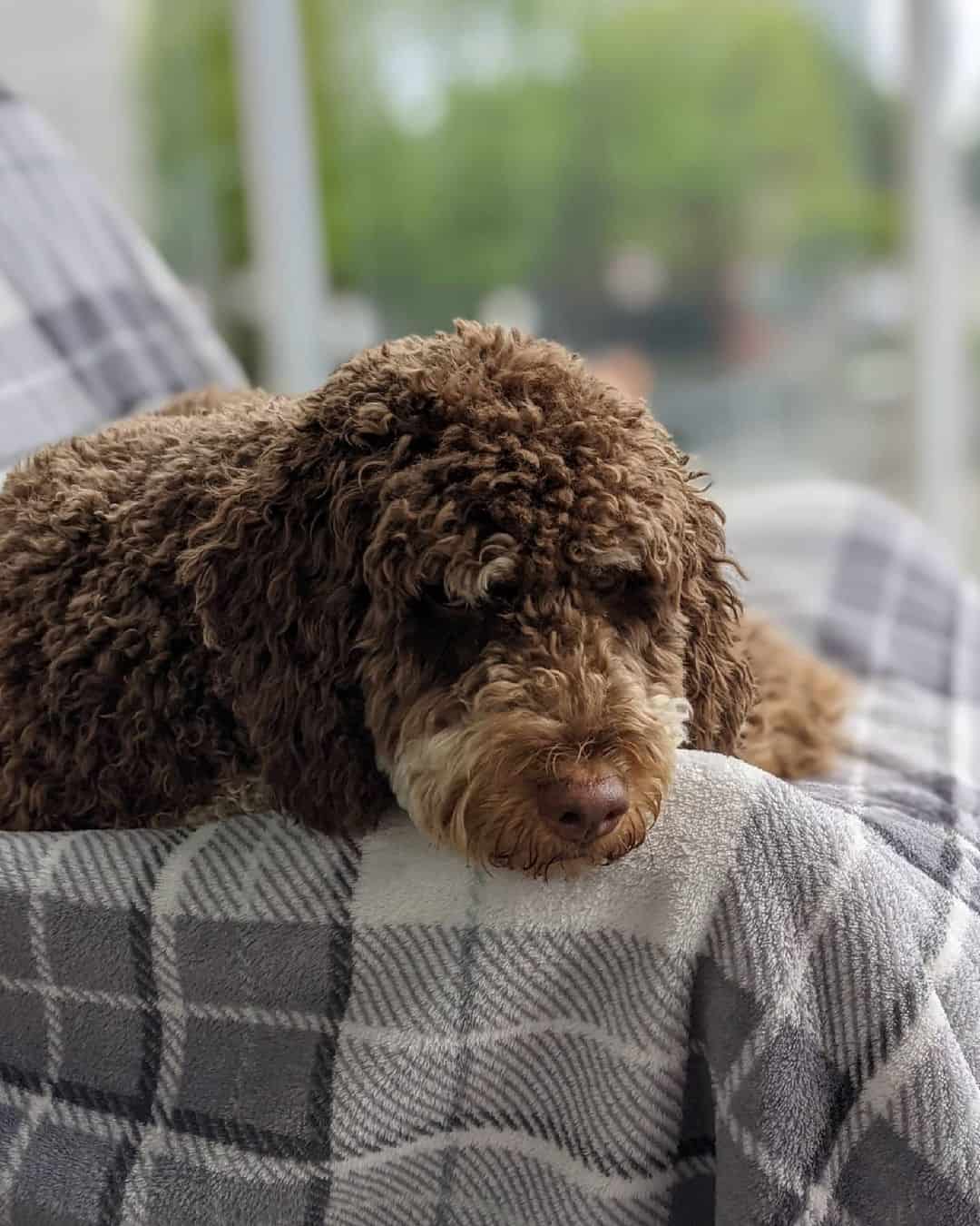 Phantom Labradoodle lying at home